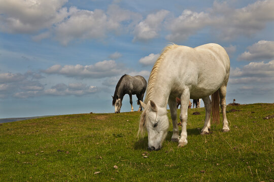 Ponies grazing on a grass field on Northam Burrows, Westward Ho!, Devon, Great Britain; Westward Ho!, Devon, England