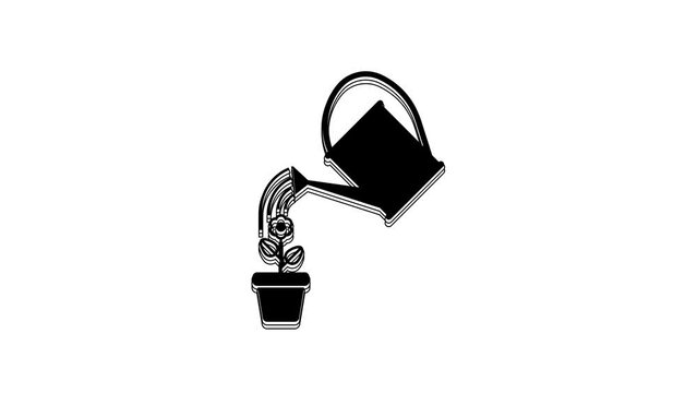 Black Watering can sprays water drops above flower in pot icon isolated on white background. Irrigation symbol. 4K Video motion graphic animation