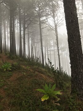 Tinieblas en el bosque