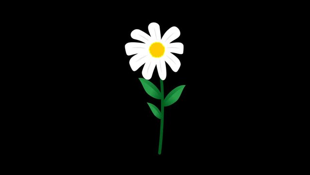 Flower growth animation concept. Beautiful white flower Daisy grow motion animation with Alpha channel or transparent background. Flower growing from the ground up and swaying in the wind.