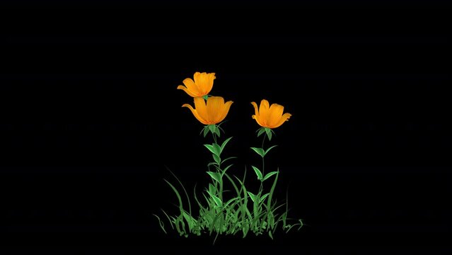 Growing Yellow Flower animation with transparent (alpha) background