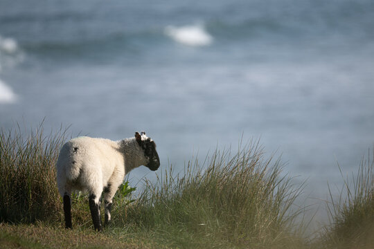 Sheep grazing on the sand dunes, North Devon