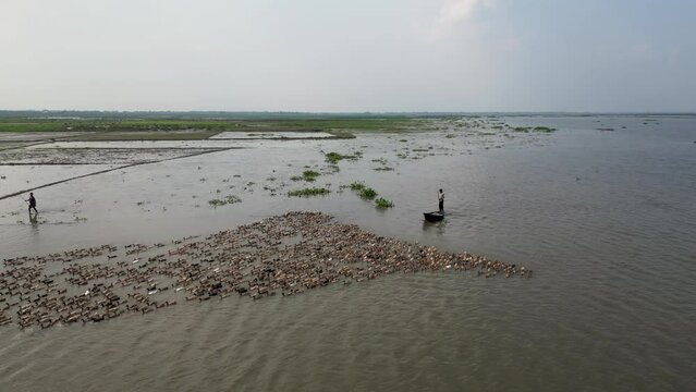 man drives away a paddling of ducks from the River, The group of ducks are young adolescent mallards paddling in the water, A flock of ducks swimming together, aerial view of ducks swimming together