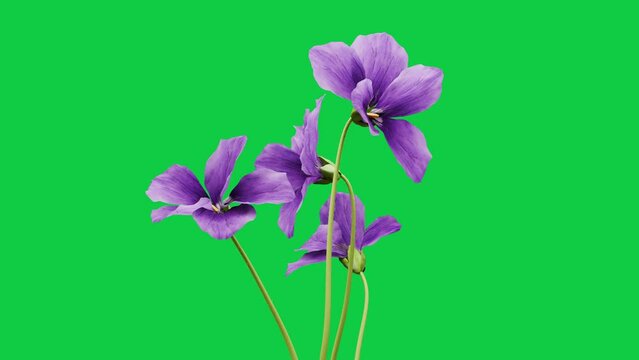 violet flower blossom grow animation green screen