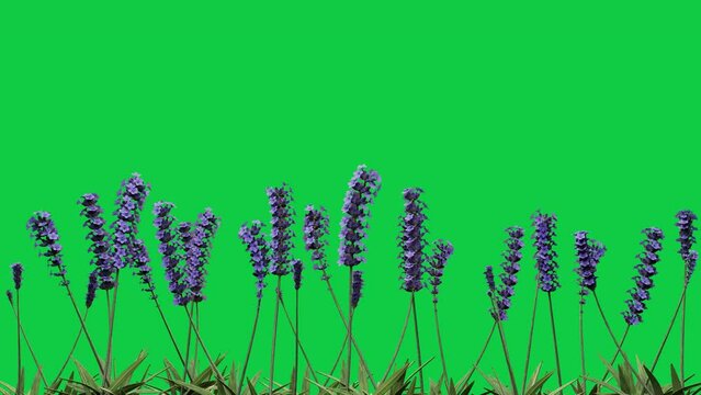 lavender flower blossom grow animation green screen