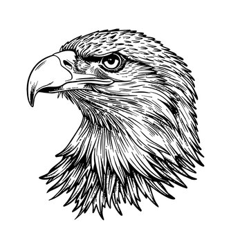 bald eagle, head portrait engraving black and white outline