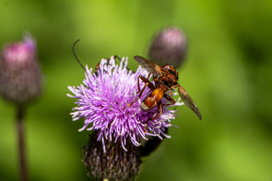 Gemeine Breitstirnblasenkopffliege (Sicus ferrugineus) auf einer Distel