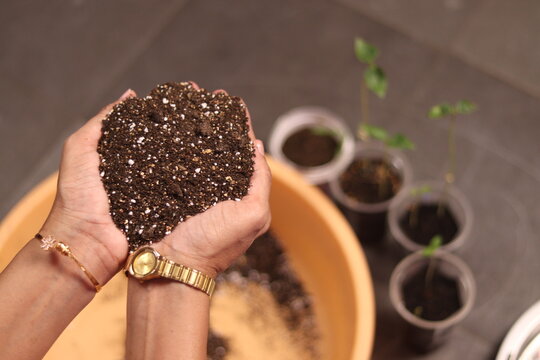 soil mix in hands