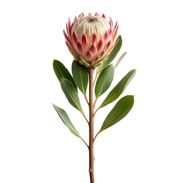 proteas flower isolated on white background