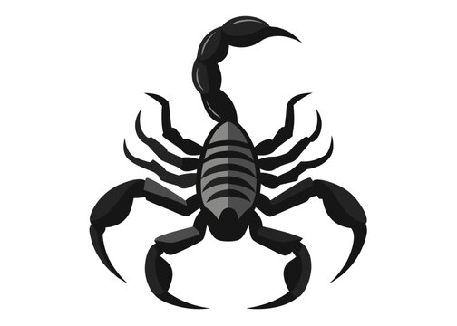 scorpion silhouette vector illustration white background  