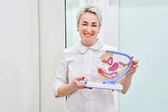 Female gynecologist holding anatomical model for study