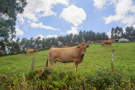 Vacas marrones en ladera de monte verde en Asturias