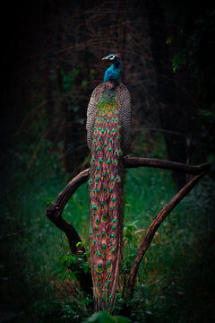 Beautiful Peacock perched on a tree in the forests of Tadoba.