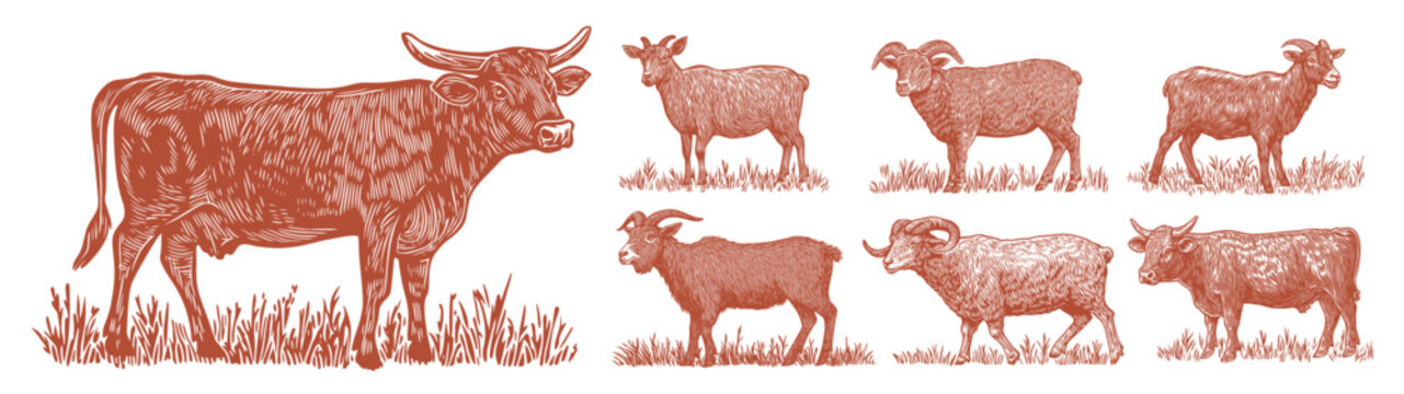 cattle linocut. bull cow ram billy goat monochrome engraving, farm agriculture beef wool milk domestic ungulates set vector illustration