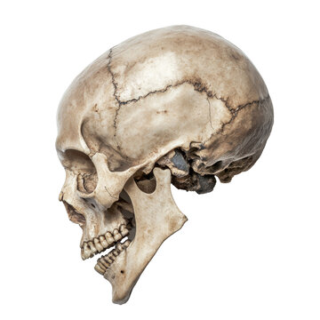 Anatomy detail of a human skull