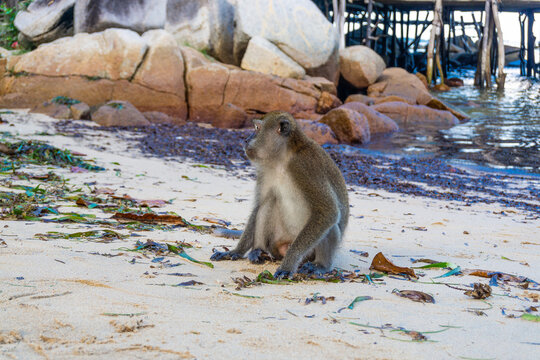 Monkeys on the beach in bintan islands, beach monkeys in bintan area eating snacks given by tourists