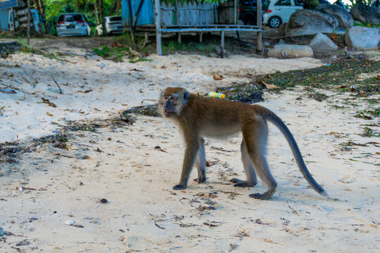 Monkeys on the beach in bintan islands, beach monkeys in bintan area eating snacks given by tourists