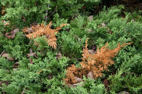 juniper dead branches