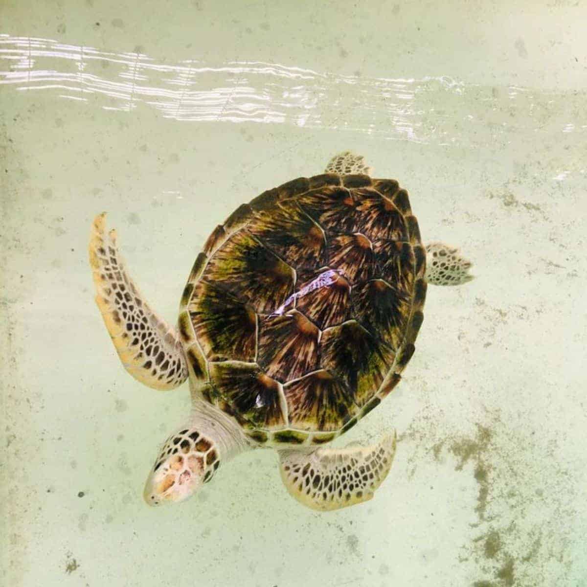 Olive Ridley Turtle at Turtle Hatchery at Pantai Kerachut Penang