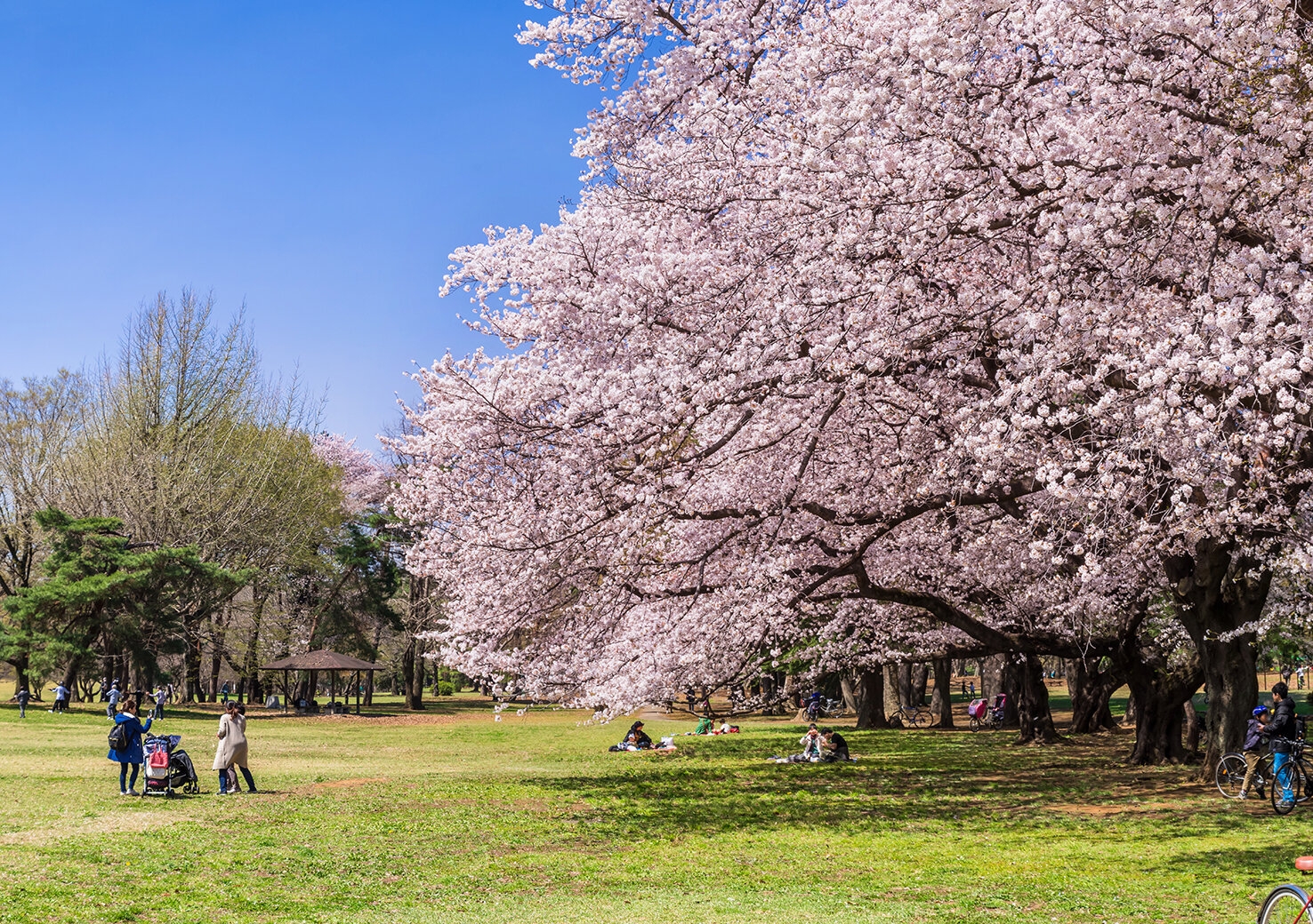 Musashino Park and Nogawa Park.jpg