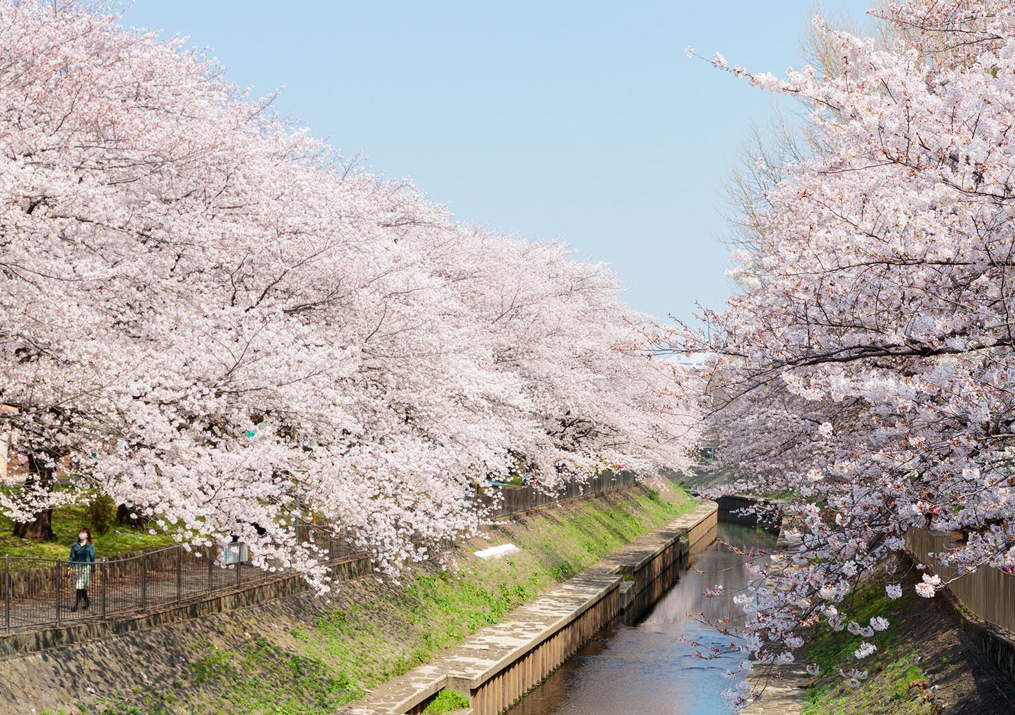 Zenpukuji River.jpg