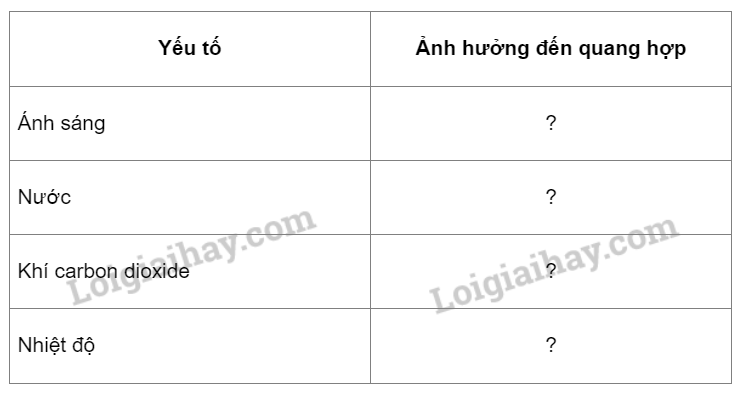 Khoa học tự nhiên 7 Bài 23: Một số yếu tố ảnh hưởng đến quang hợp | KHTN 7 Kết nối tri thức (ảnh 6)