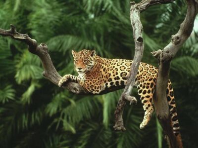 TOP- jaguar