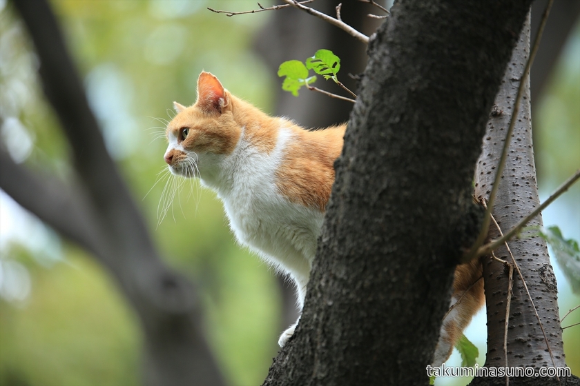 Cat on the tree at Shinjuku Central Park