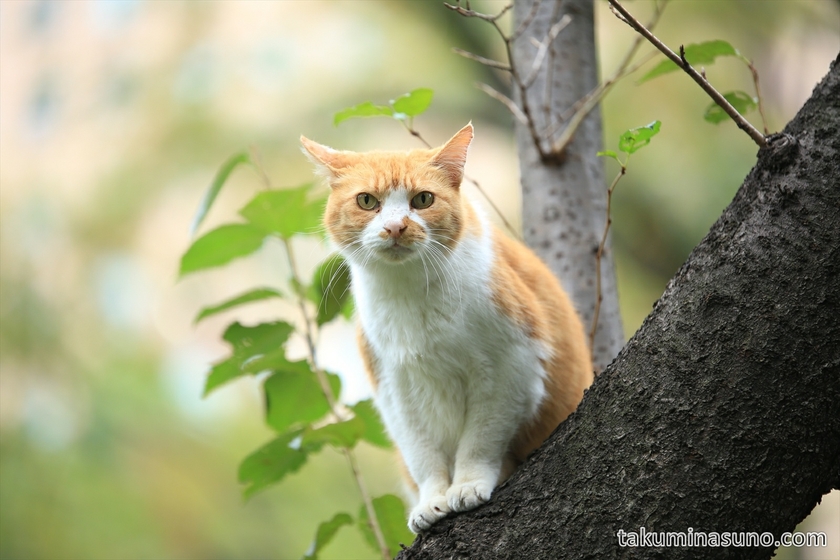 Cat sitting on the tree at Shinjuku Central Park