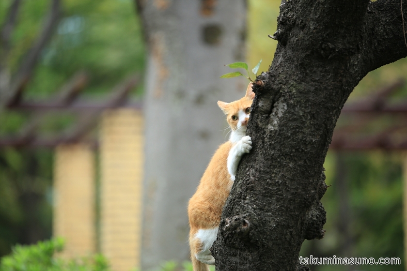 Climbing cat at Shinjuku Central Park