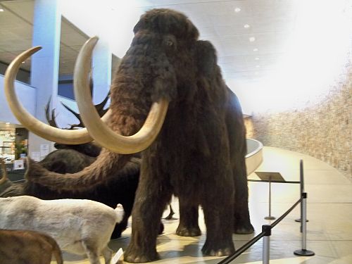 Mammoth