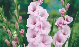 Gladiolus