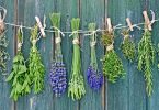 8 Best Healing Herbs you should have in your kitchen