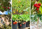 20 Easiest Fruits to Grow - Beginner Friendly Ideas