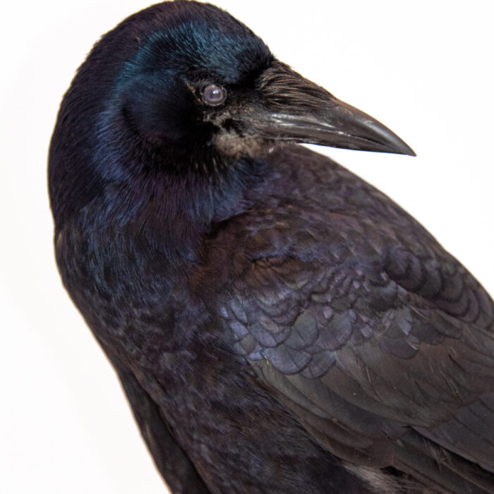 Close up of juvenile rook taxidermy bird, member of the crow family