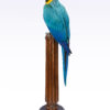 Taxidermy Blue and yellow Macaw Parrot on Antique Plinth - Image 2