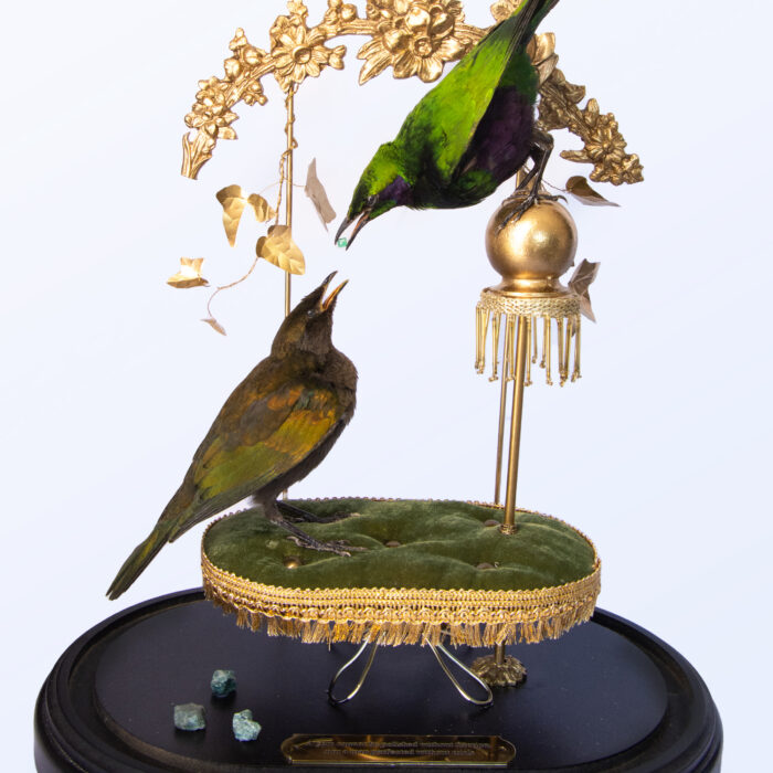 Taxidermy art of adult and juvenile emerald starlings