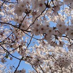 Sasara - 形原 春日山の桜