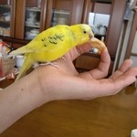 Yoshiba An Kuki Itoyokado Mae Ten - ウチのインコも食べてます☆