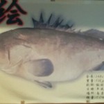 Kirara - 店内の九絵の魚拓⊙⊙！大きいです！ビックリ( ⊙⊙)!!