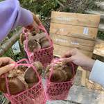 Shiitake Land Kasaya - 