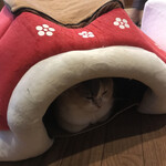 猫カフェ　茶々丸 - 