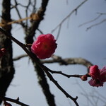 Mon Peche Mignon - 荏柄天神社の梅