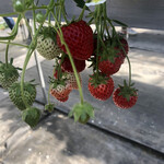 Strawberry House - 