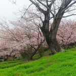 Soba Dokoro Shirouzu -   近くの高台の公園？  桜が見頃でした。