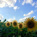 Michi no Eki Sunflower Hokuryu - 