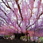 Ashikaga Flower Park Shopping House - 