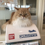 Cat Café MOFF - 