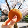 どら焼き専門店 文明堂 新宿工房 - 公園でパシャリ。桜が綺麗です♪