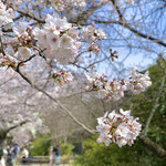 おめん - 哲学の道の桜